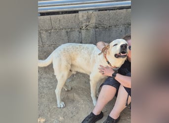 Pepe - ein sanfter Riese sucht sein Zuhause