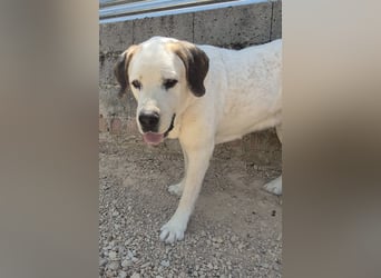 Pepe - ein sanfter Riese sucht sein Zuhause