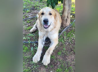 Leon, sucht ein ländliches Zuhause