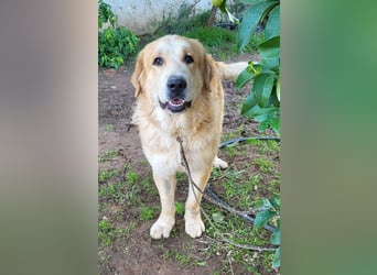 Leon, sucht ein ländliches Zuhause