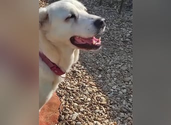 Dulce, findet kleine Hunde super