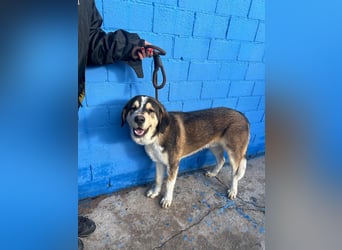 Brioche, ein großer sanfter Riese