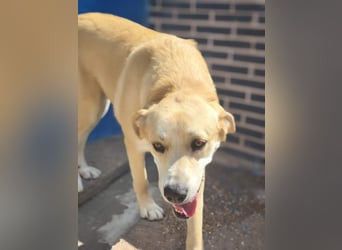 Dolce, ein großes Mädchen sucht ihr Für -immer Zuhause