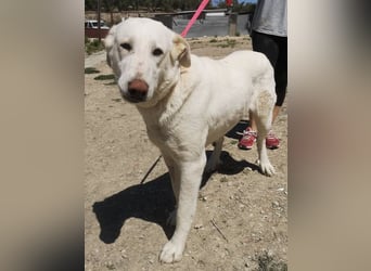 Niebla, unsere große zarte Eisbärin