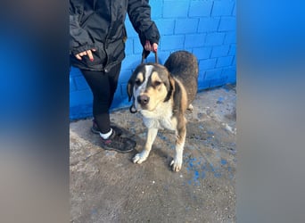 Brioche, ein großer sanfter Riese