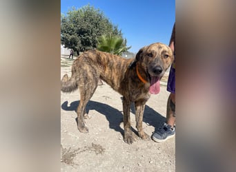 Dino, ein gestromter toller Bube