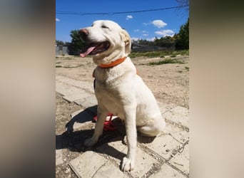 Niebla, unsere große zarte Eisbärin