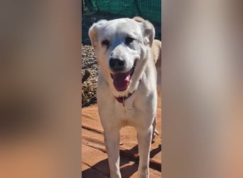Dulce, findet kleine Hunde super