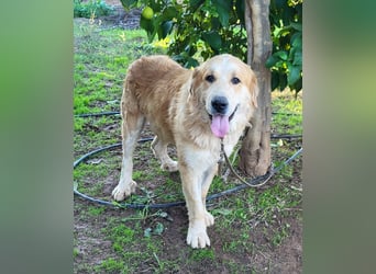 Leon, sucht ein ländliches Zuhause