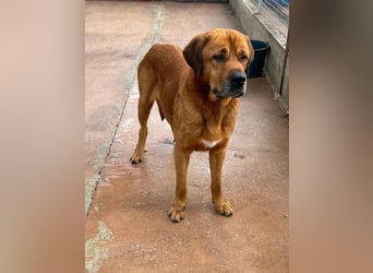 Tommy, ein großer Bär