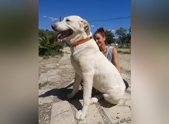 Niebla, unsere große zarte Eisbärin