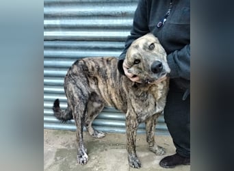 Dino, freundlich und sehr sozial