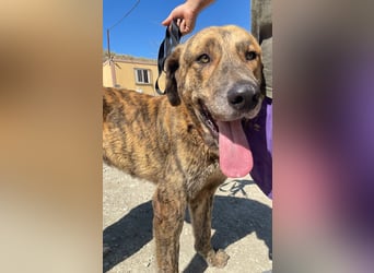 Dino, ein gestromter toller Bube