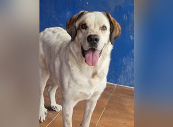 Maya, ein schüchternes großes Mädchen