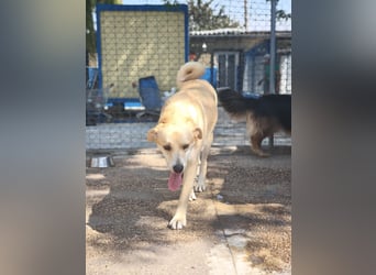 Dolce, ein großes Mädchen sucht ihr Für -immer Zuhause