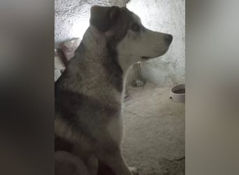 Lope - sanfter Riese im Husky-Look sucht sein großes Glück
