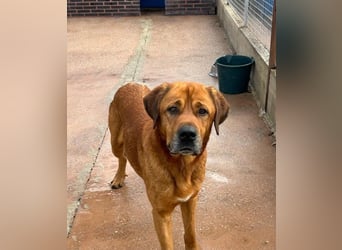 Tommy, ein großer Bär