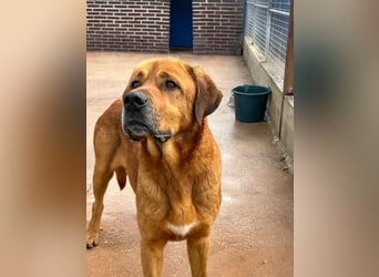 Tommy, ein großer Bär