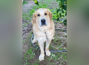 Leon, sucht ein ländliches Zuhause