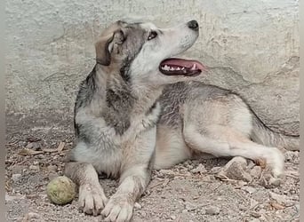 Lope - sanfter Riese im Husky-Look sucht sein großes Glück