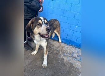 Brioche, ein großer sanfter Riese