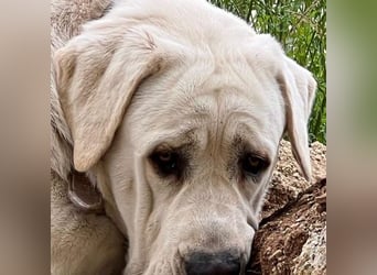 Bamse ist ein souveräner,  stattlicher Hund