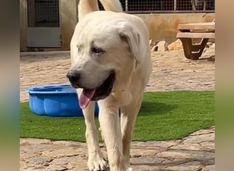 Bamse ist ein souveräner,  stattlicher Hund