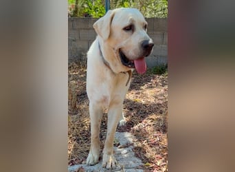 Bamse ist ein souveräner,  stattlicher Hund