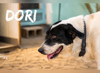 Dori - Mastin-Mix-Dame sucht erfahrene Menschen