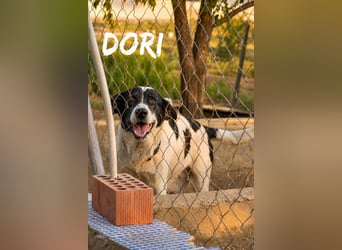 Dori - Mastin-Mix-Dame sucht erfahrene Menschen