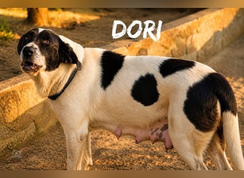 Dori - Mastin-Mix-Dame sucht erfahrene Menschen