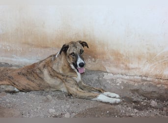 Massimo, liebevoll herzlich leinenführig , einfach ein Goldstück