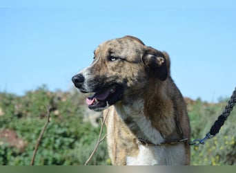 Massimo, liebevoll herzlich leinenführig , einfach ein Goldstück