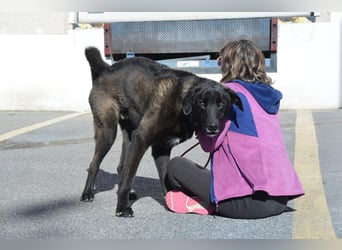 Uterque, eine Seele von Hund sucht ruhiges Zuhause