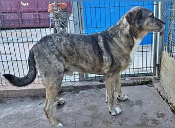 BUNNY der sanfte Bub