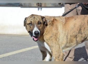 Massimo, liebevoll herzlich leinenführig , einfach ein Goldstück