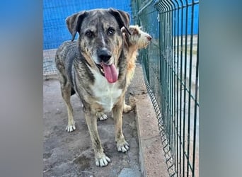 BUNNY der sanfte Bub