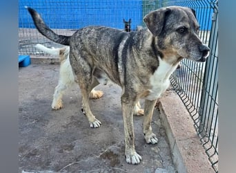 BUNNY der sanfte Bub