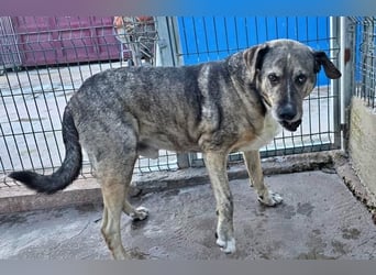 BUNNY der sanfte Bub