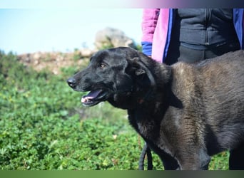 Uterque, eine Seele von Hund sucht ruhiges Zuhause