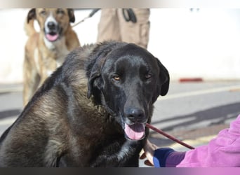 Uterque, eine Seele von Hund sucht ruhiges Zuhause