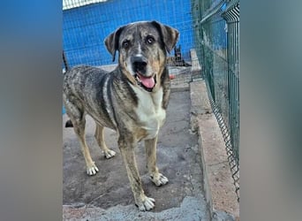 BUNNY der sanfte Bub