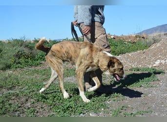 Massimo, liebevoll herzlich leinenführig , einfach ein Goldstück