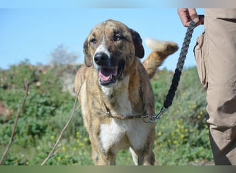 Massimo, liebevoll herzlich leinenführig , einfach ein Goldstück