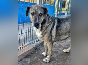 BUNNY der sanfte Bub