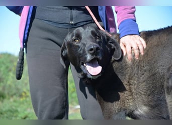 Uterque, eine Seele von Hund sucht ruhiges Zuhause