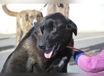 Uterque, eine Seele von Hund sucht ruhiges Zuhause