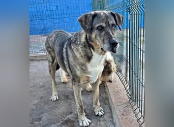 BUNNY der sanfte Bub