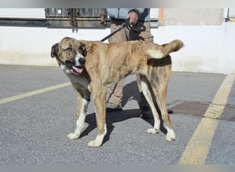 Massimo, liebevoll herzlich leinenführig , einfach ein Goldstück