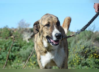 Massimo, liebevoll herzlich leinenführig , einfach ein Goldstück